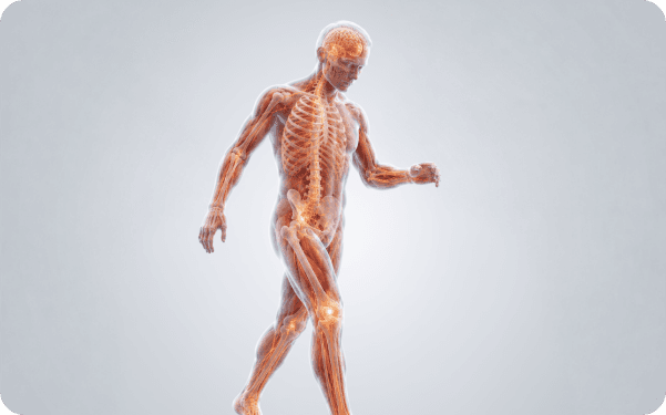 3D anatomy illustration of the muscular system highlighting balance and walking structures