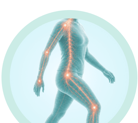 Anatomical illustration showing multiple sclerosis rehabilitation area