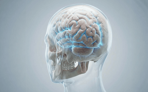 3D illustration of the brain and nervous system with highlighted neural pathways