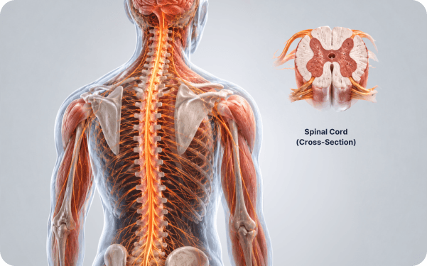 3D illustration of the spine and spinal cord highlighting the affected injury area