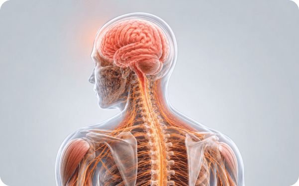 3D illustration of the brain, spinal cord and nervous system highlighting affected neural pathways