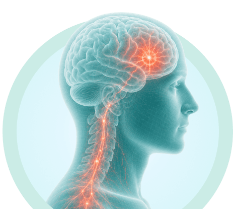 Anatomical illustration showing traumatic brain injury rehab, area